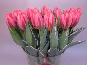 Roze tulp met bont blad